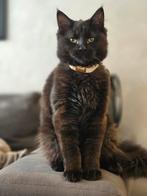 Maine coon x britse langhaar, Dieren en Toebehoren, Poes, Gechipt, 0 tot 2 jaar