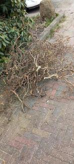 Takken van krulhazelaar, groot en klein. GRATIS, Volle zon, Vaste plant, Bloeit niet, Ophalen