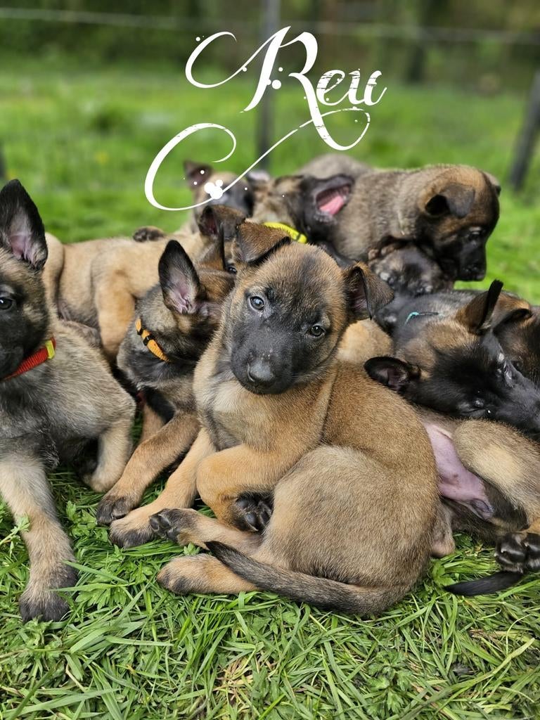 Mechelse Herder pups, 8 tot 15 weken, Meerdere, Meerdere dieren, Herder
