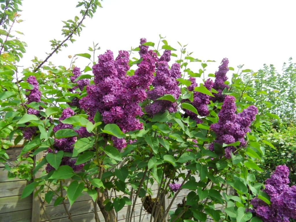 Seringen, Tuin en Terras, Ophalen of Verzenden, Overige soorten, Minder dan 100 cm