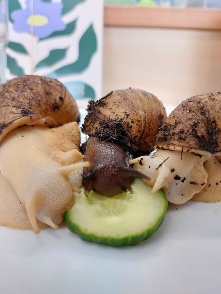 Gratis Afrikaanse reuzenslakken, Dieren en Toebehoren, Reptielen en Amfibieën, Schildpad, 0 tot 2 jaar