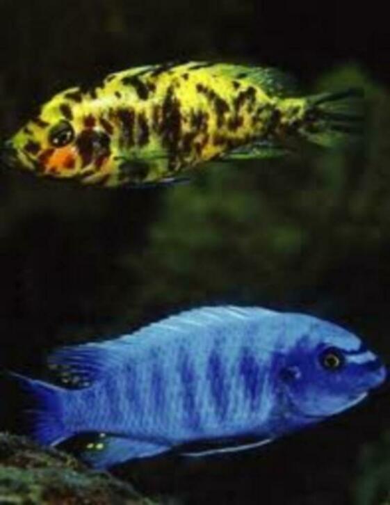 50 soorten Malawi cichlide, sterke kleurige aquariumvissen, Dieren en Toebehoren, Vis