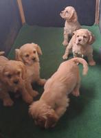 Amerikaanse cocker spaniel pup, 15 weken tot 1 jaar, Buitenland, Parvo, Meerdere