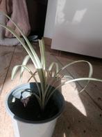 Plantje, Ophalen, Halfschaduw, Minder dan 100 cm