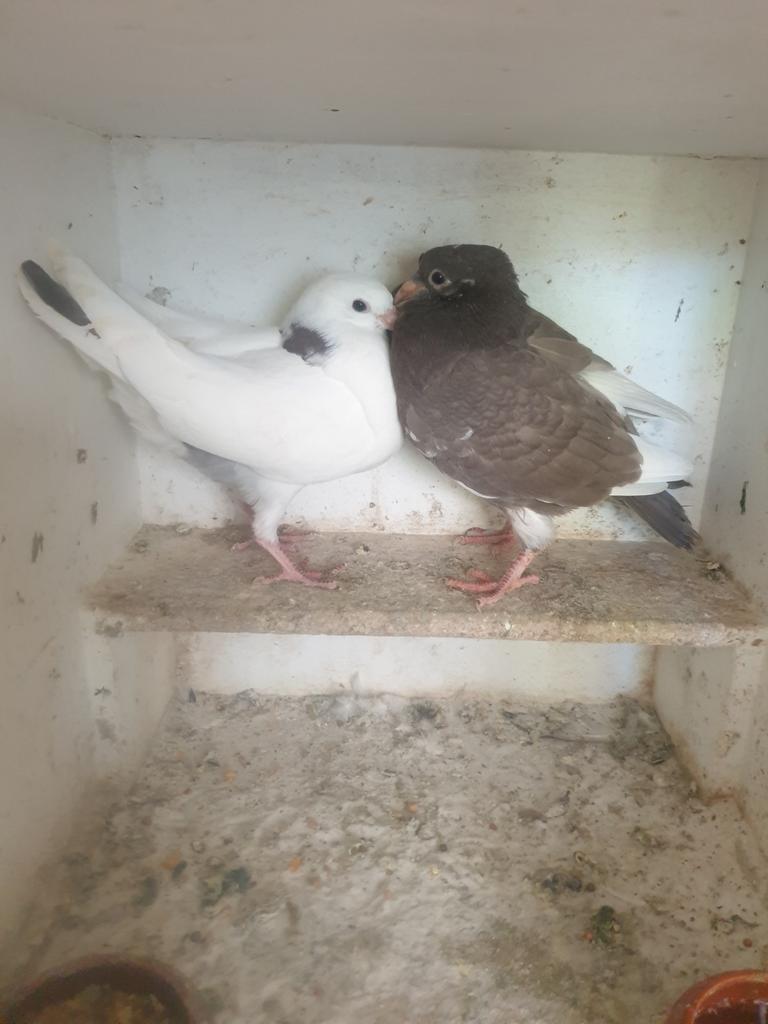 Kroppers, Meerdere dieren