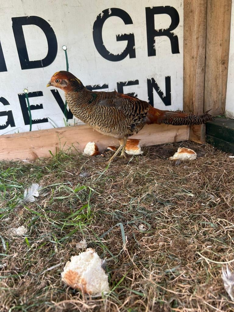 Goudfazant haan, Mannelijk