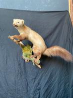 Mooie opgezette marter op houten tak, Ophalen of Verzenden, Gebruikt, Wild dier, Opgezet dier