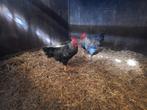 2 unieke hanen (Lohman Brown x Amrock) van 19wkn., Dieren en Toebehoren, Mannelijk, Kip