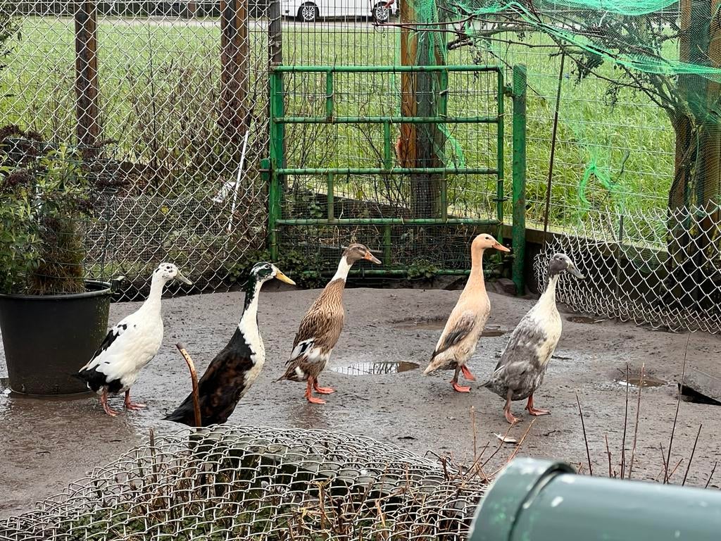 4 Indische loopeenden, Dieren en Toebehoren, Pluimvee, Eend, Meerdere dieren