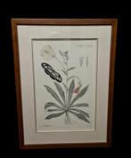 3 gravures van planten dr. MEERBURGH 18E, Antiek en Kunst, Ophalen of Verzenden