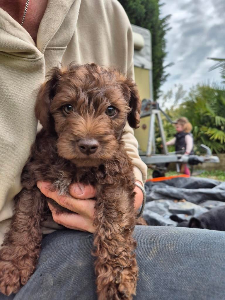 Te koop kruising Toypoedel puppy's., Dieren en Toebehoren, Honden | Chihuahua's en Gezelschapshonden, Reu, Overige rassen, Particulier