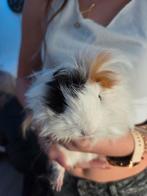 Cavia's, Dieren en Toebehoren, Knaagdieren, Februari, Meerdere dieren, Cavia