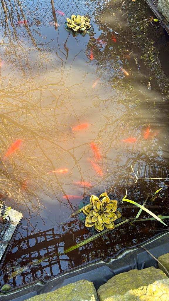 Gratis vijvergoudvissen, Dieren en Toebehoren, Vissen | Vijvervissen, Goudvis(sen)