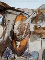 opgezette bosfazant fazant jacht vogel hert, Ophalen, Zo goed als nieuw, Vogel, Opgezet dier