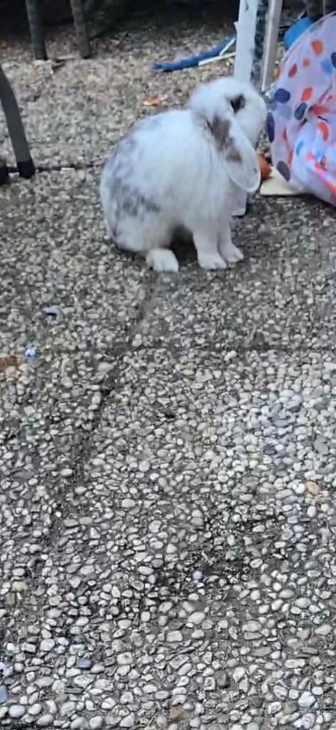 Lief hang  oor konijn, Dieren en Toebehoren, Mannelijk, Klein, Hangoor, 0 tot 2 jaar