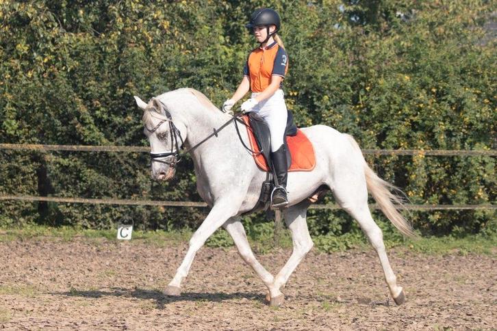 Z1 dressuurpony – Leermeester – 1.53 m, Dieren en Toebehoren, Pony's, Ruin, Z, E pony (1.48m - 1.57m), Dressuurpony, 11 jaar of ouder
