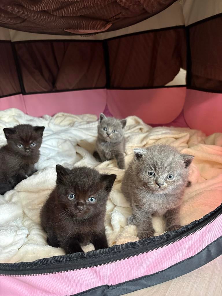 britse korthaar kittens, Dieren en Toebehoren, Katten en Kittens | Overige Katten, Meerdere dieren