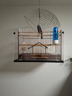 TwaTwa man (geringd 2023), Dieren en Toebehoren, Mannelijk, Tropenvogel, Geringd