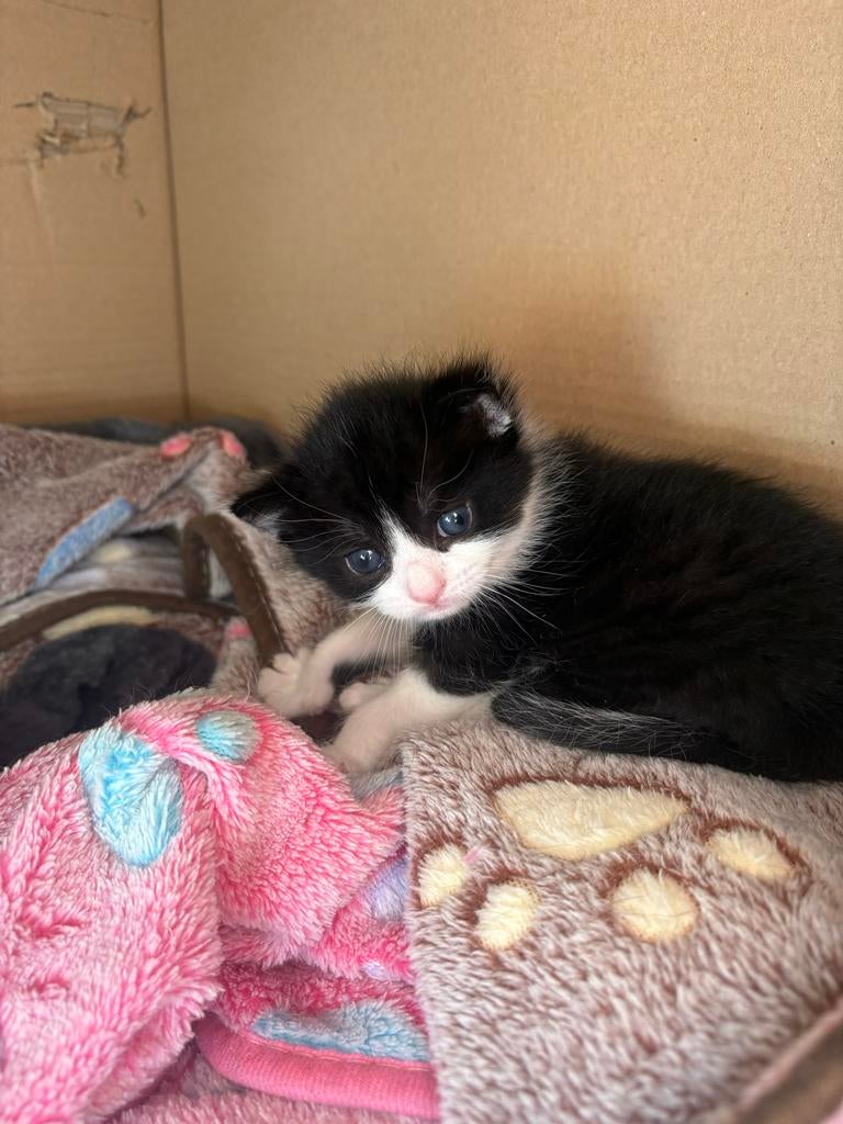 Zwart witte europese korthaar kitten, Poes, Kortharig, 0 tot 2 jaar