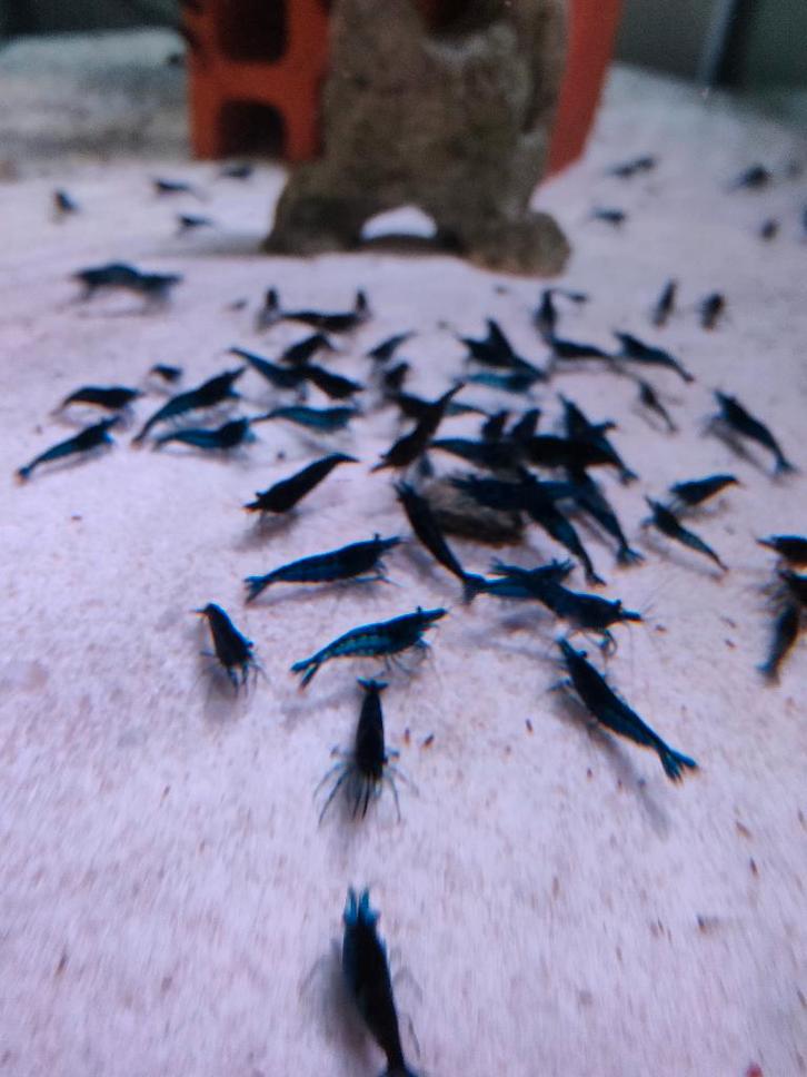 Blauwe garnalen paasactie!, Dieren en Toebehoren, Vissen | Aquariumvissen, Kreeft, Krab of Garnaal