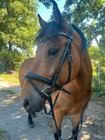 8 jarige merrie, Dieren en Toebehoren, Paarden, Merrie, Recreatiepaard, 3 tot 6 jaar