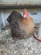 Koppel Cochin kriel 15€, Meerdere dieren, Kip