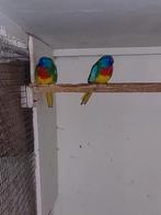 Splendid Mannen Wildkleur, Dieren en Toebehoren, Vogels | Parkieten en Papegaaien, Mannelijk, Parkiet, Geringd