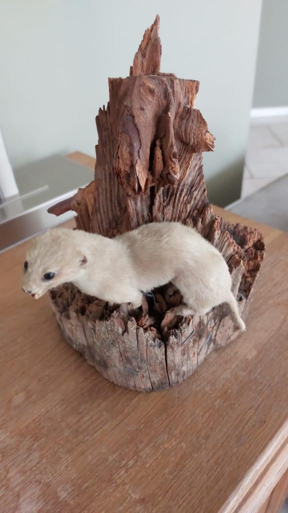 Te koop opgezette wezel op boomstam, Ophalen, Vogel, Opgezet dier