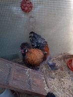 Tk hele mooie haan: zijdehoen kaal nek x zijdehoen, Dieren en Toebehoren, Pluimvee, Mannelijk, Kip