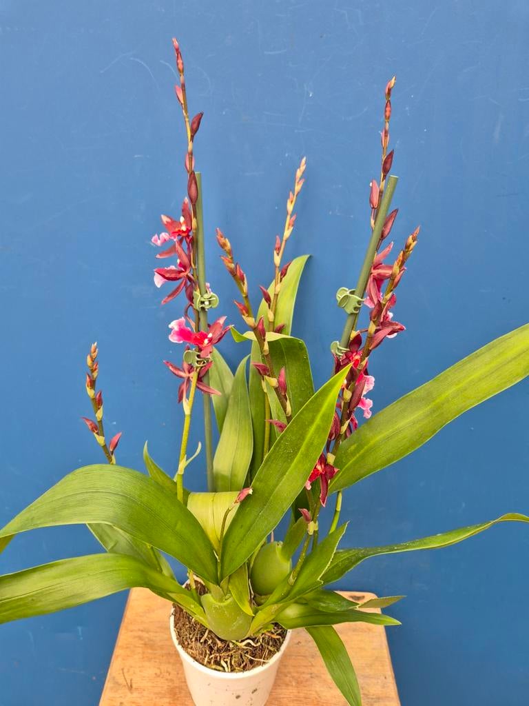 Orchidee Cambria Burrageara 'Barrocco Red' p12 (1), Huis en Inrichting, Kamerplanten, Ophalen of Verzenden, Halfschaduw, Minder dan 100 cm