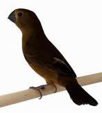 Twatwa pop 2026, Vrouwelijk, Geringd