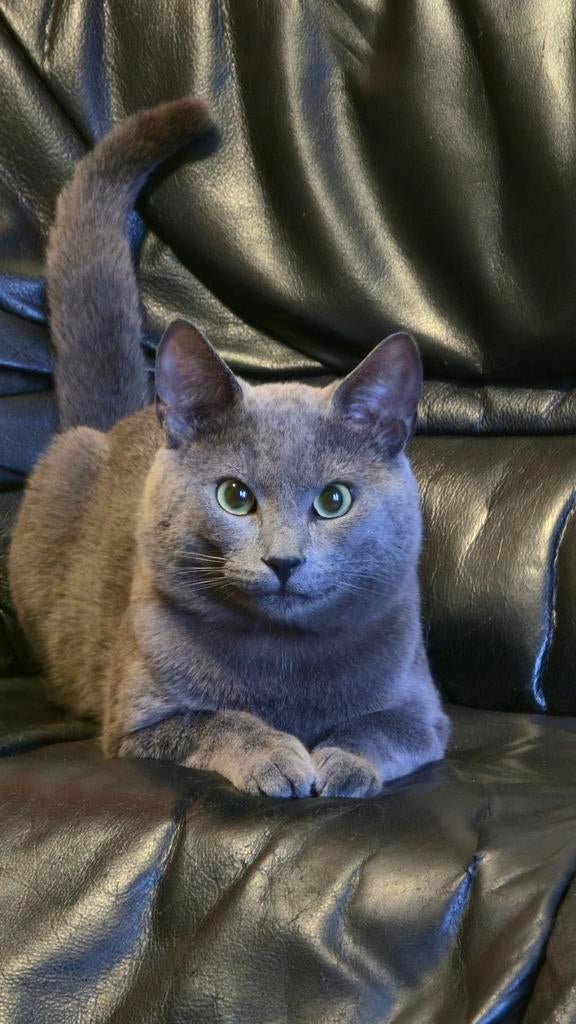 Kat, Dieren en Toebehoren