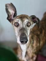 ACE: Tigre is een rustige ziel, Dieren en Toebehoren, Particulier, Reu, Galgo, Buitenland