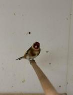 Kleine putter pop, Dieren en Toebehoren, Vrouwelijk, Wildzangvogel