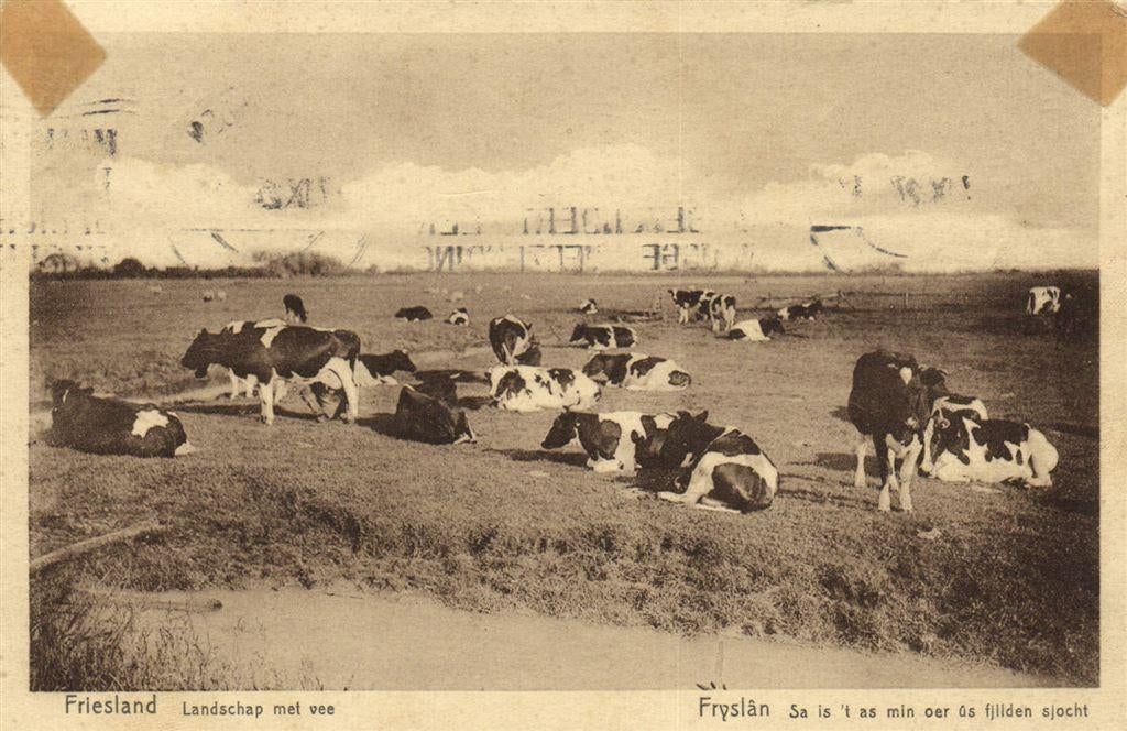 Friesland - Landschap met vee - B-keus - 1927 gelopen, Verzamelen, Ophalen of Verzenden, 1920 tot 1940, Gelopen, Friesland