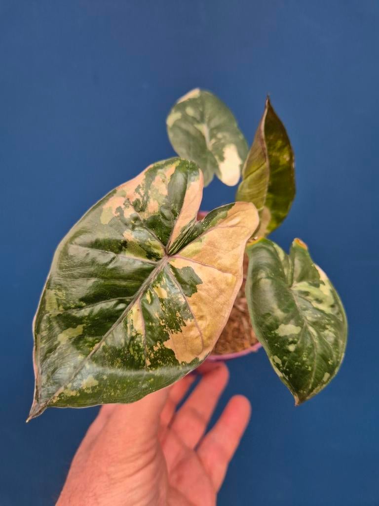 Alocasia Yutacan Princess p10 (1), Ophalen of Verzenden, Halfschaduw, Minder dan 100 cm