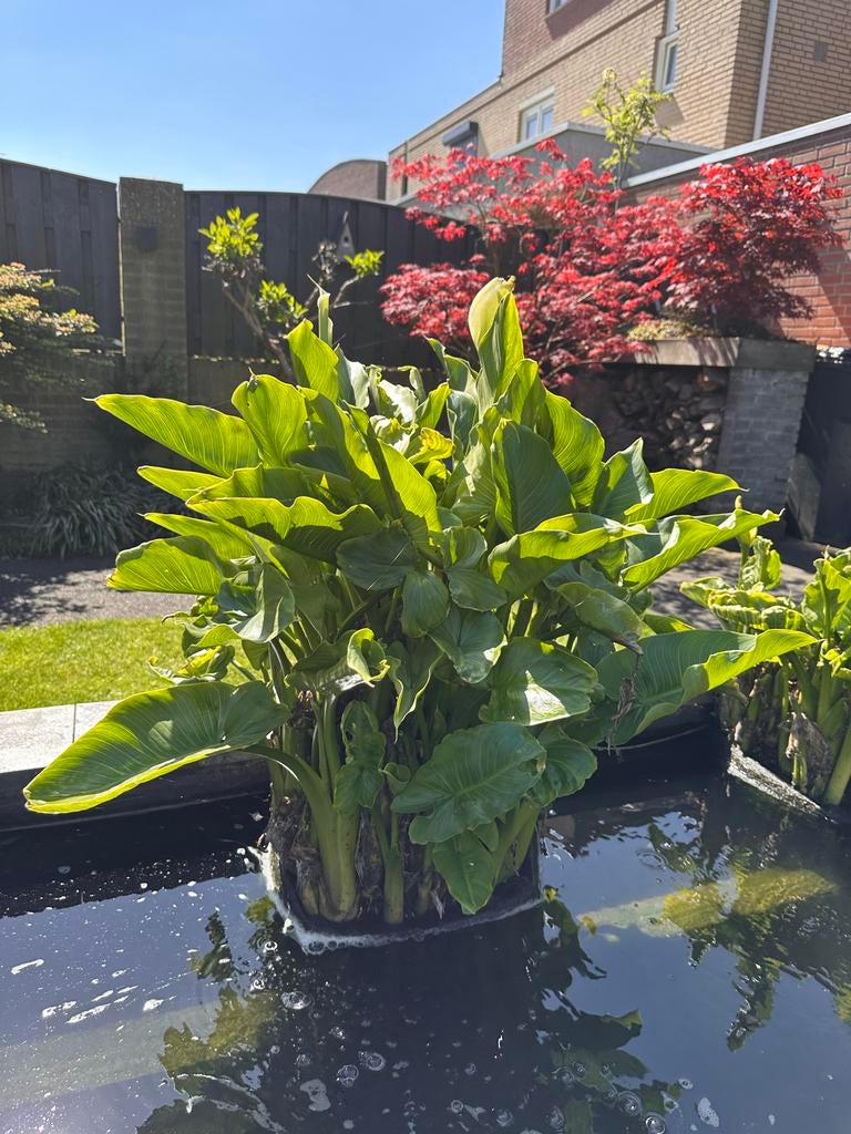 Grote Aronskelk (Zantedeschia) voor vijver of tuin, Tuin en Terras, Planten | Tuinplanten, Volle zon, Vaste plant, Ophalen of Verzenden