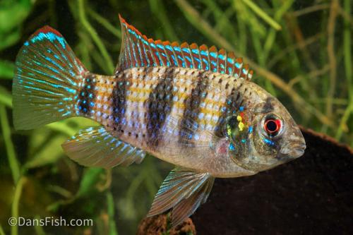2x Anomalochromis thomasi Male/Man (Ruilen mogelijk), Dieren en Toebehoren, Vissen | Aquariumvissen, Vis