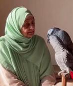 tamme & pratende grijze & groene papegaaien, Dieren en Toebehoren, Meerdere dieren, Papegaai, Pratend