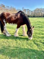 Te koop: lieve en grote Clydesdale merrie, Merrie, Gechipt, 170 tot 175 cm, 11 jaar of ouder