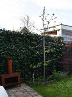 Elstar Appelboom, Ophalen, Lente, Appelboom, Halfschaduw