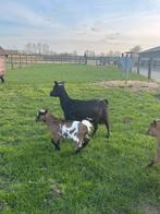 Geit met bok lam, Meerdere dieren, Geit