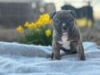 American Bully, België, Fokker | Hobbymatig, Overige rassen, 8 tot 15 weken