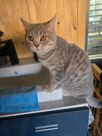 Britse korthaar, Dieren en Toebehoren