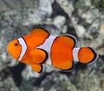 4x Amphiprion Ocellaris (L), Dieren en Toebehoren, Vis, Zoutwatervis