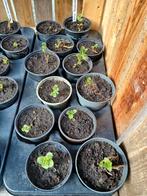 Marokkaanse munt, Ophalen, Kruiden, Volle zon