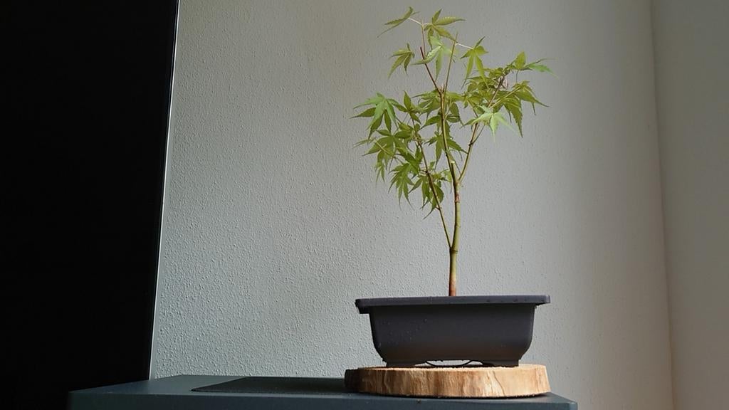 Bonsai Japanse esdoorn ongeveer 30 cm inclusief plastic pot, Tuin en Terras, Ophalen, Bloeit niet, Overige soorten, Halfschaduw