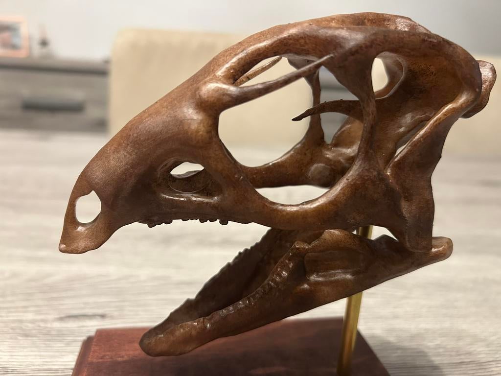 Replica Dryosaurus schedel / dinosaurus, Ophalen of Verzenden, Fossiel
