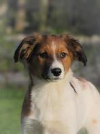 2 lieve kooiker x friese stabij pups zoeken baasjes, Dieren en Toebehoren, Parvo, 8 tot 15 weken, Meerdere, Meerdere dieren