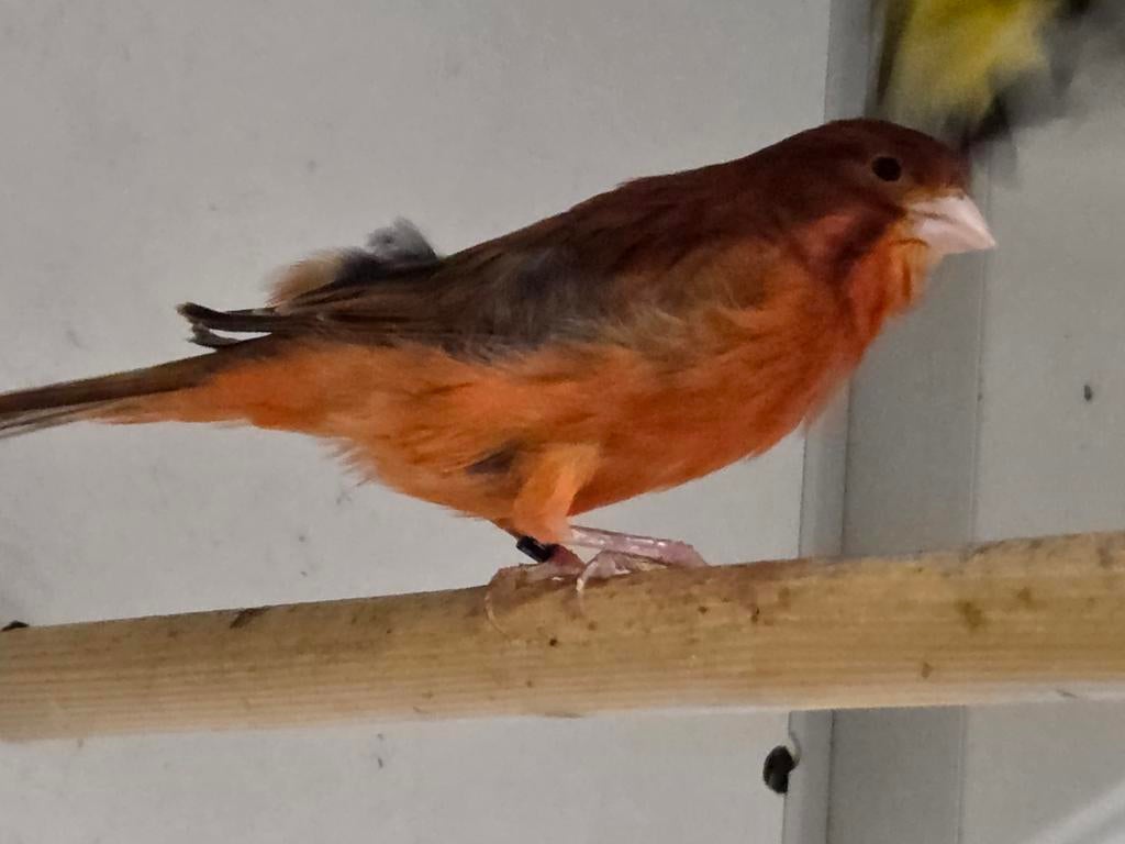 1-0 Rood agaat kanarie, Dieren en Toebehoren, Vogels | Kanaries, Mannelijk, Kleurkanarie